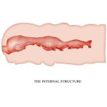 CRAZY BULL - MASTURBATORE ISABEL VAGINA 13.5 CM - immagine 4